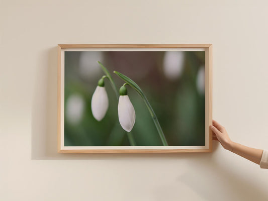 Snowdrop Flower Poster, White Spring Floral Framed-Print, Close Up Botanical Wall Art, Nature Photography Print, Green Garden Decor