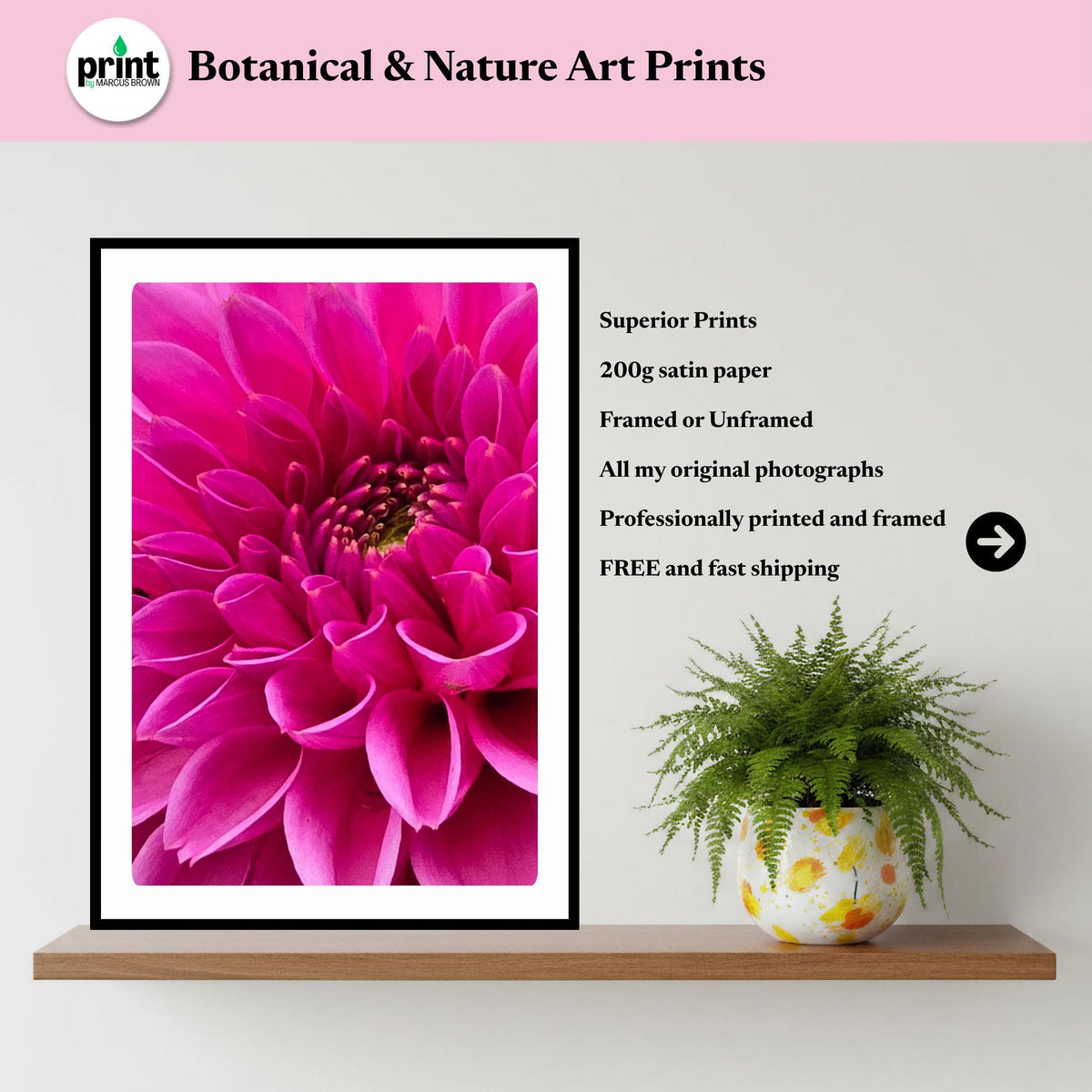 Pink Dahlia Macro Flower Print | Vibrant Botanical Nature Photography Wall Art