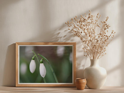 Snowdrop Flower Poster, White Spring Floral Framed-Print, Close Up Botanical Wall Art, Nature Photography Print, Green Garden Decor