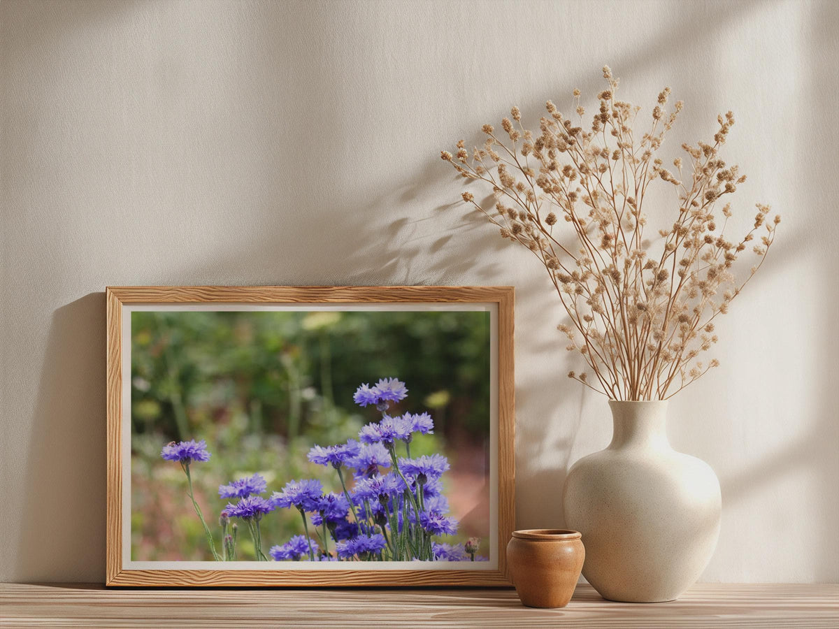 Cornflower Blue Wildflower Poster, Botanical Floral Wall Art, Meadow Flower Framed-Print, Purple Garden Photography Print