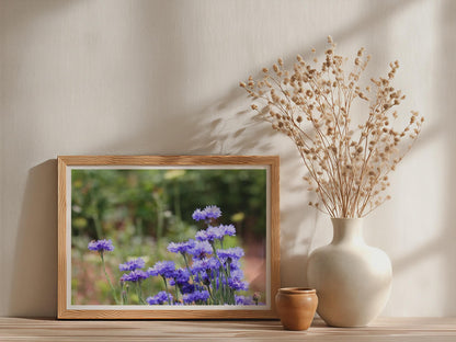 Cornflower Blue Wildflower Poster, Botanical Floral Wall Art, Meadow Flower Framed-Print, Purple Garden Photography Print