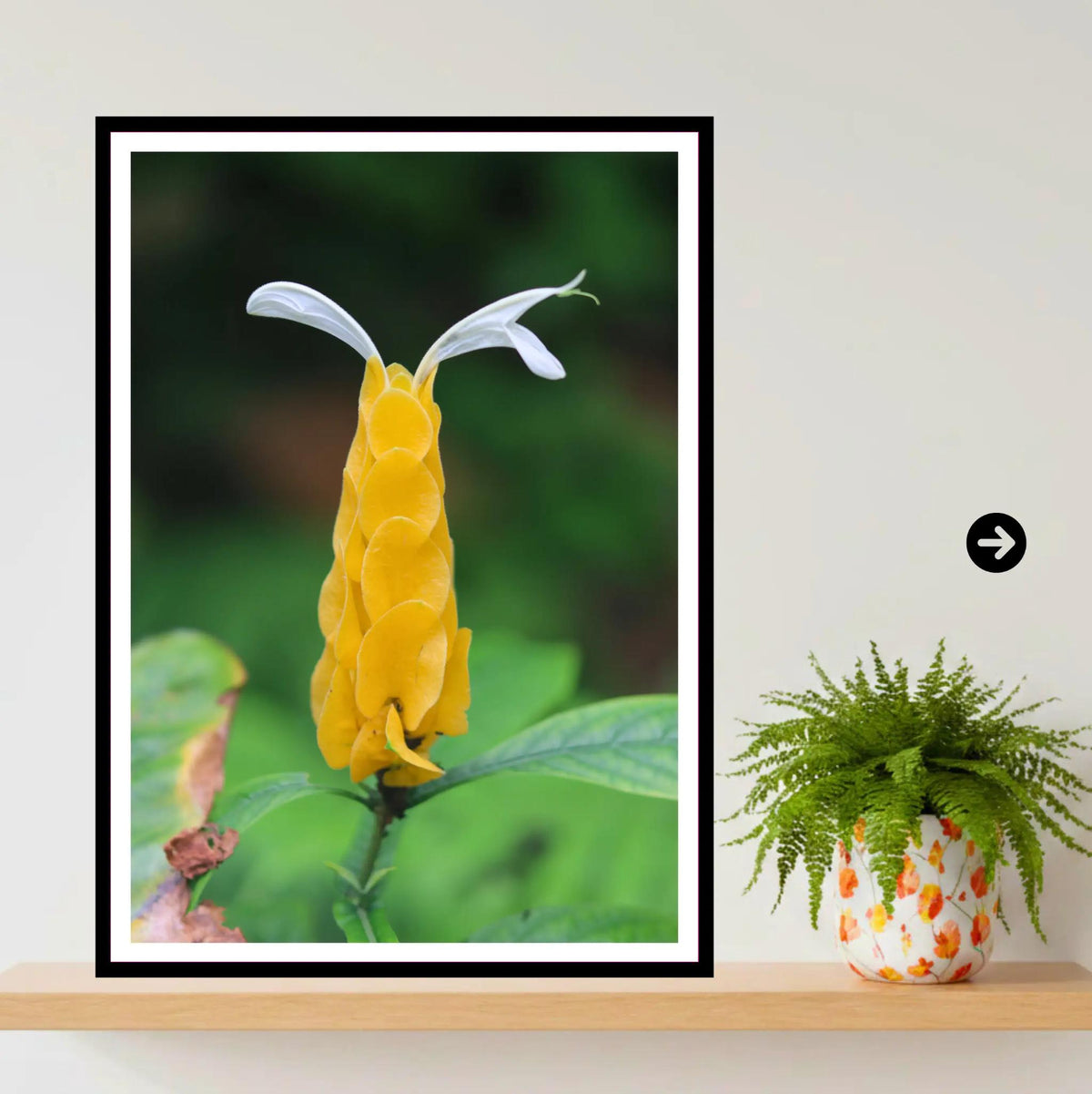 Golden Shrimp Flower close-up — Eden Project Cornwall Botanical Wall Art Photography Print