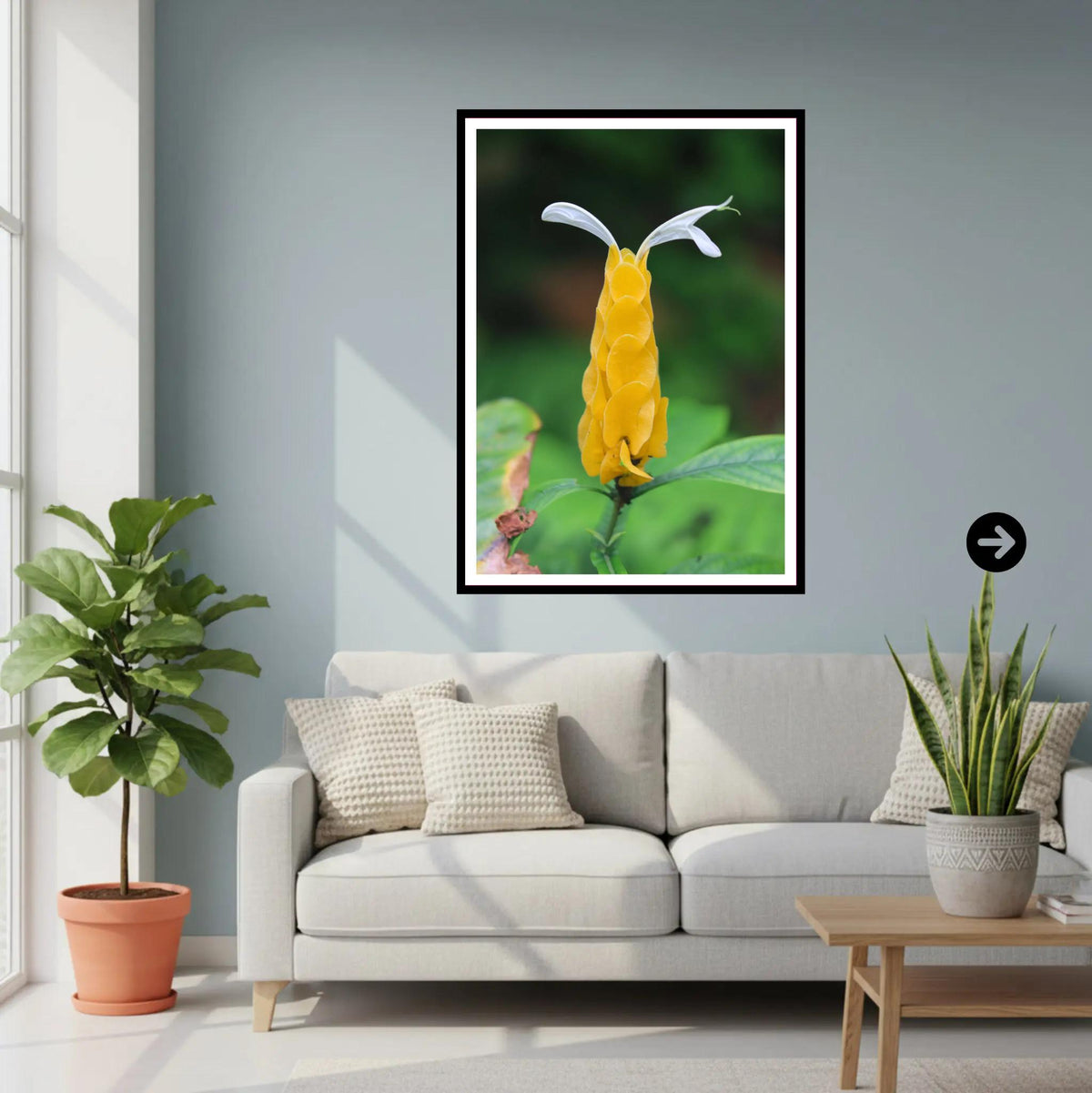 Golden Shrimp Flower close-up — Eden Project Cornwall Botanical Wall Art Photography Print