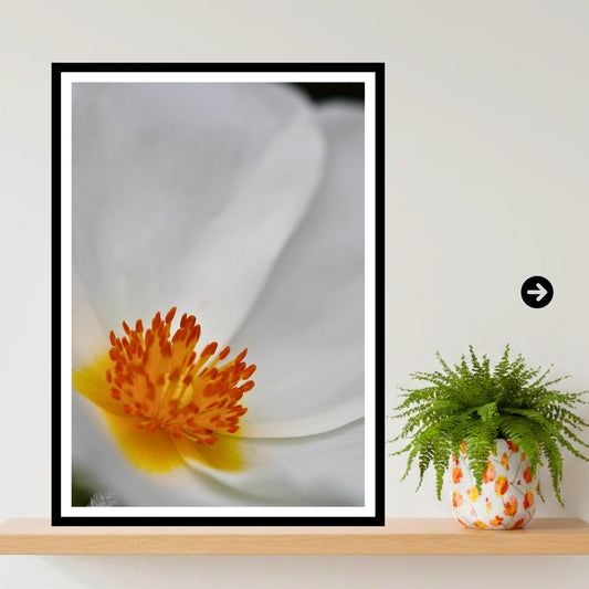 White Anemone Macro Print, Minimalist Botanical Photography, Elegant Floral Decor