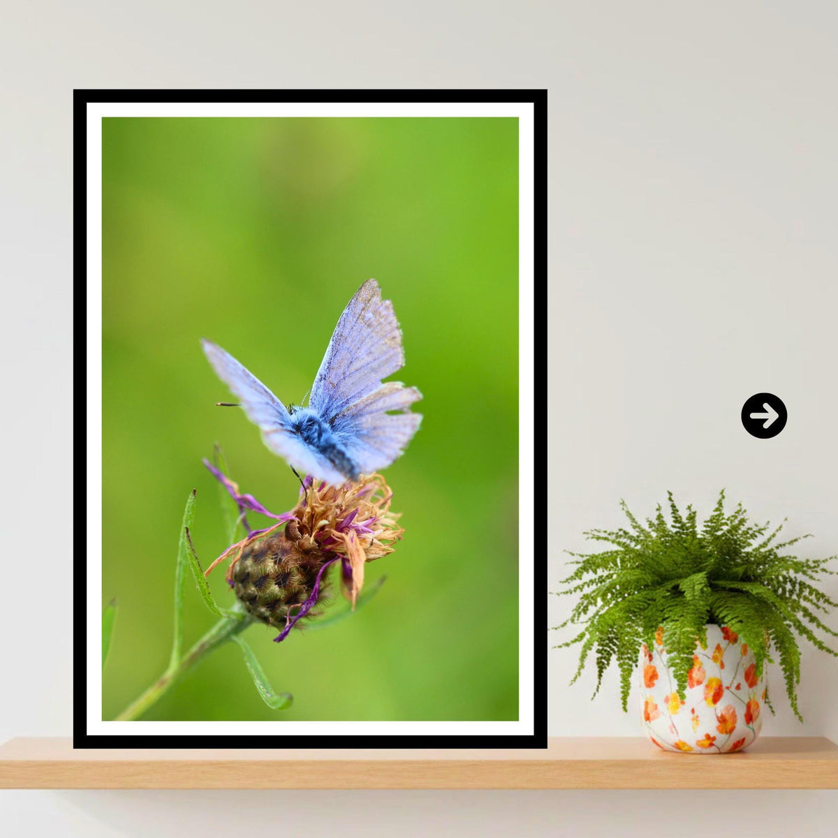 Common Blue Butterfly Print, Nature Photography, Botanical Wildlife Wall Art