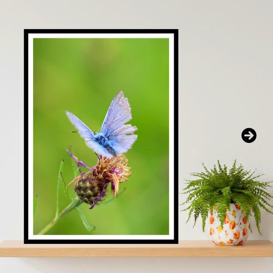 Common Blue Butterfly Print, Nature Photography, Botanical Wildlife Wall Art