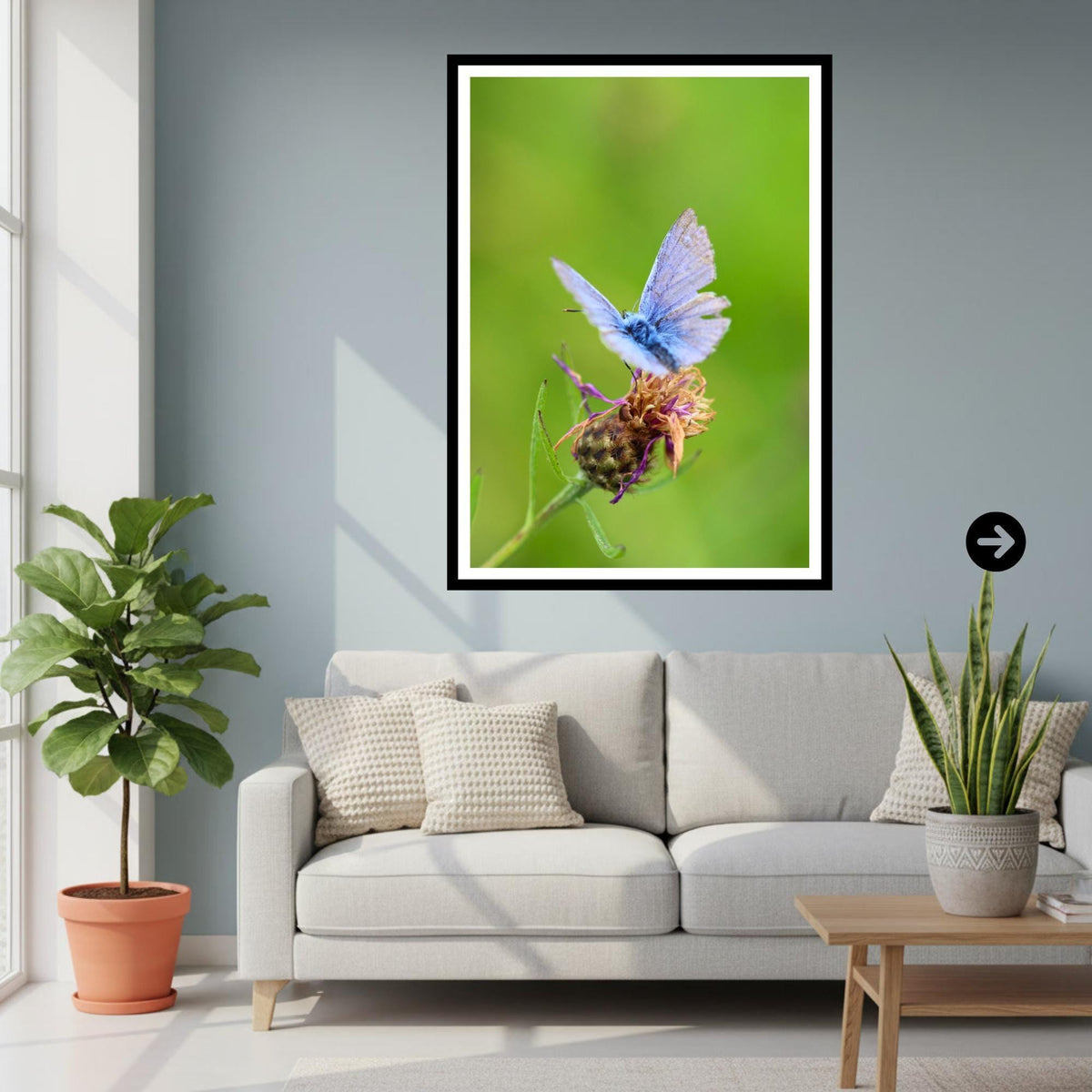 Common Blue Butterfly Print, Nature Photography, Botanical Wildlife Wall Art