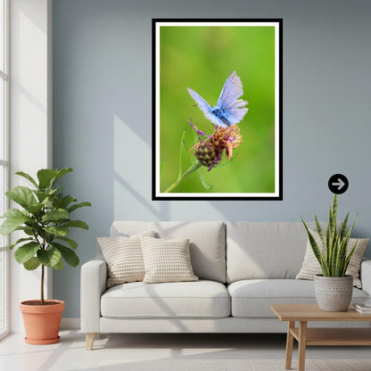 Common Blue Butterfly Print, Nature Photography, Botanical Wildlife Wall Art
