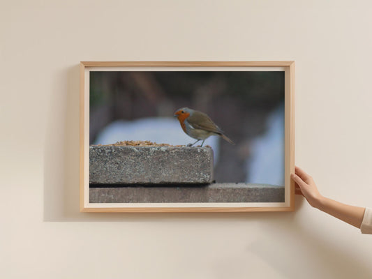 Robin Redbreast Wildlife Poster, Winter Garden Bird Framed-Print, British Robin Photography Wall Art, Nature Lover Gift