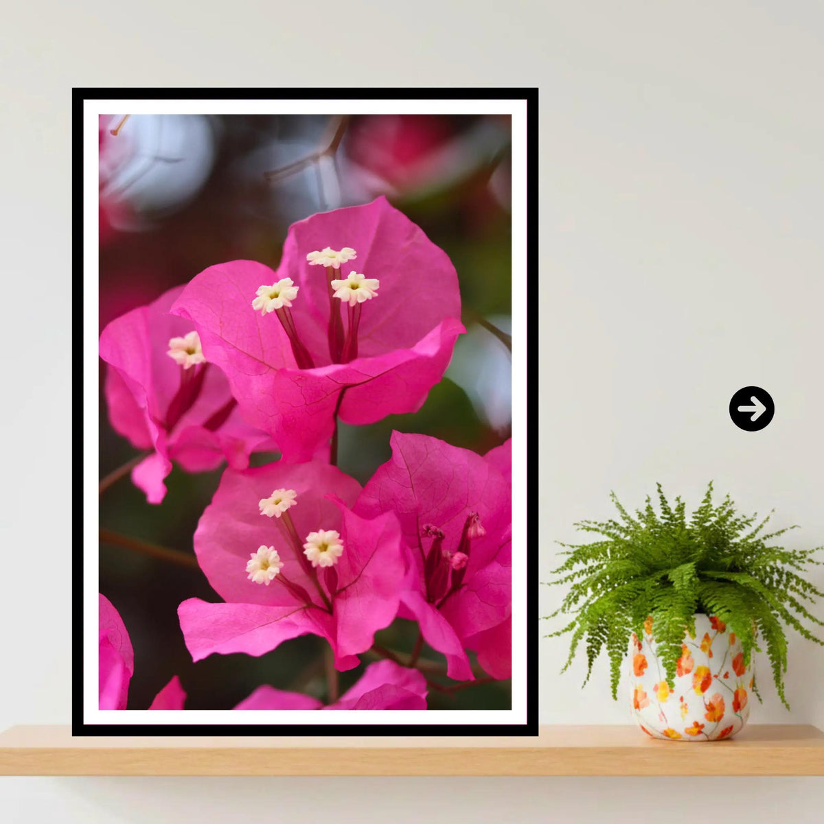 Pink Bougainvillea Close-Up — Eden Project Cornwall Wall Art Photography Print