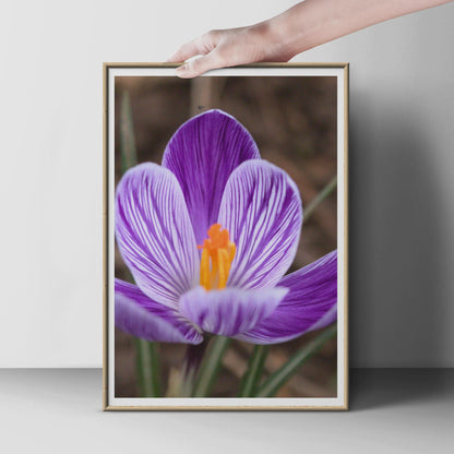 Purple Crocus Flower Photo Print, Close Up Spring Bloom Poster, Violet White Striped Petals, Botanical Wall Art, Nature Photography Print