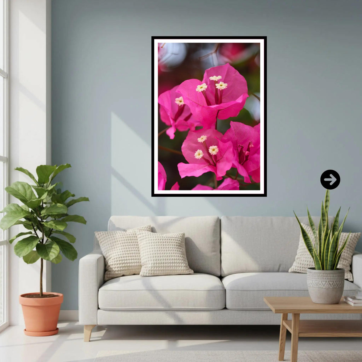 Pink Bougainvillea Close-Up — Eden Project Cornwall Wall Art Photography Print