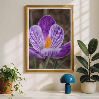 Purple Crocus Flower Photo Print, Close Up Spring Bloom Poster, Violet White Striped Petals, Botanical Wall Art, Nature Photography Print