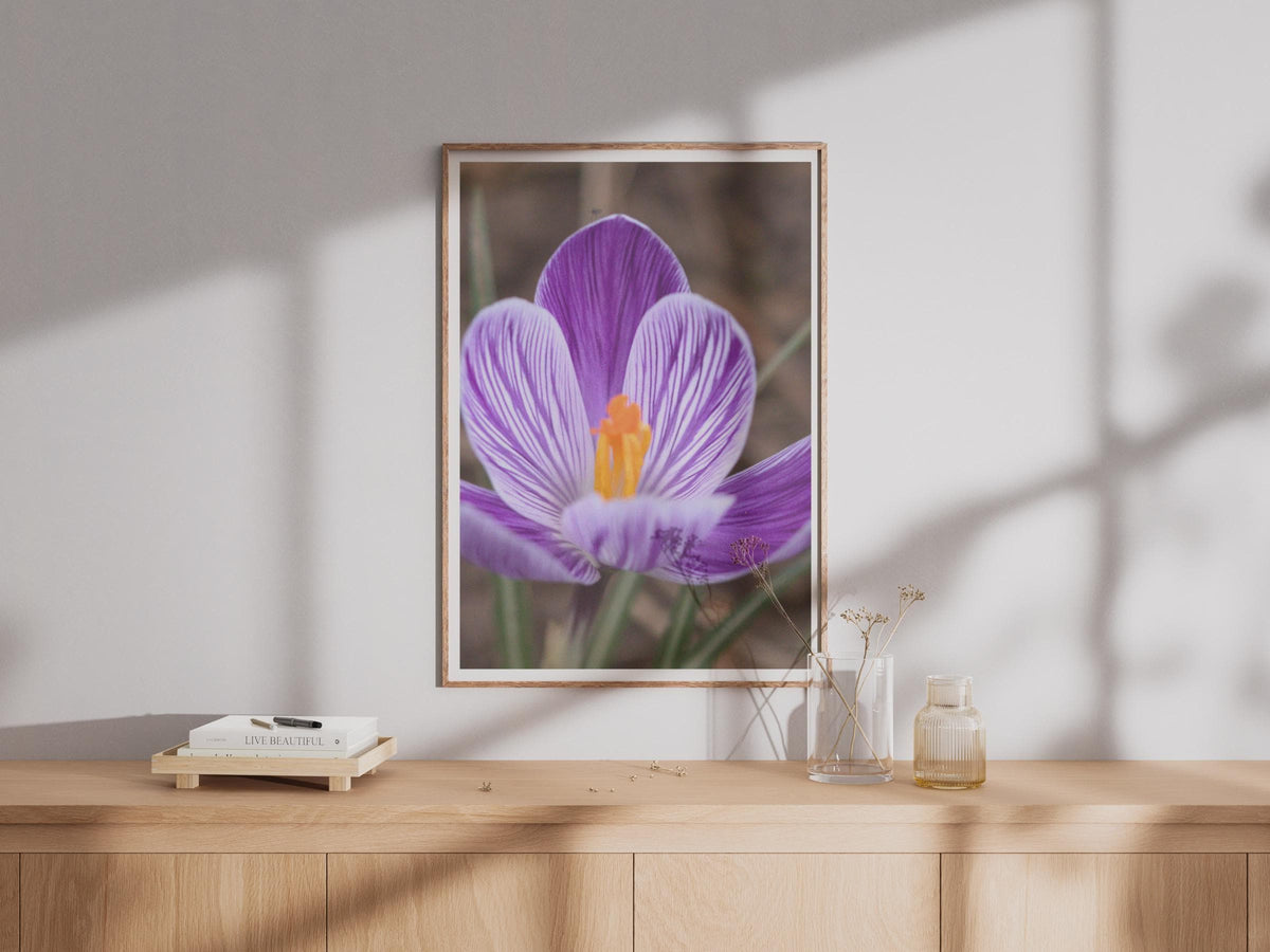 Purple Crocus Flower Photo Print, Close Up Spring Bloom Poster, Violet White Striped Petals, Botanical Wall Art, Nature Photography Print