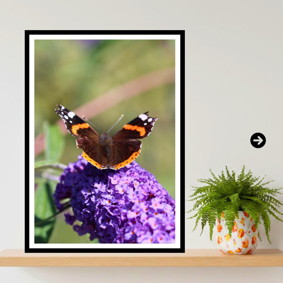 Red Admiral Butterfly Wall Art, Purple Flower Nature Photography Print