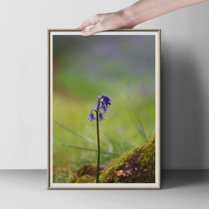 Bluebell Flower Photography Print, Single Bluebell Poster, British Wildflower Wall Art, Purple Botanical Photo, Woodland Nature Print