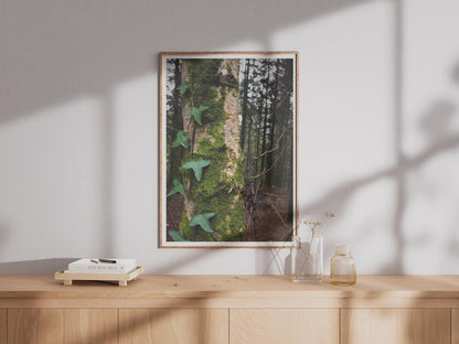 Moss Covered Tree Trunk Forest Poster - image 4