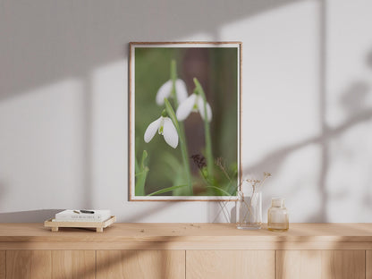 Snowdrop Flower Photography Print, White Spring Flowers Wall Art, Botanical Nature Poster, Garden Floral Print, Green and White Home Decor