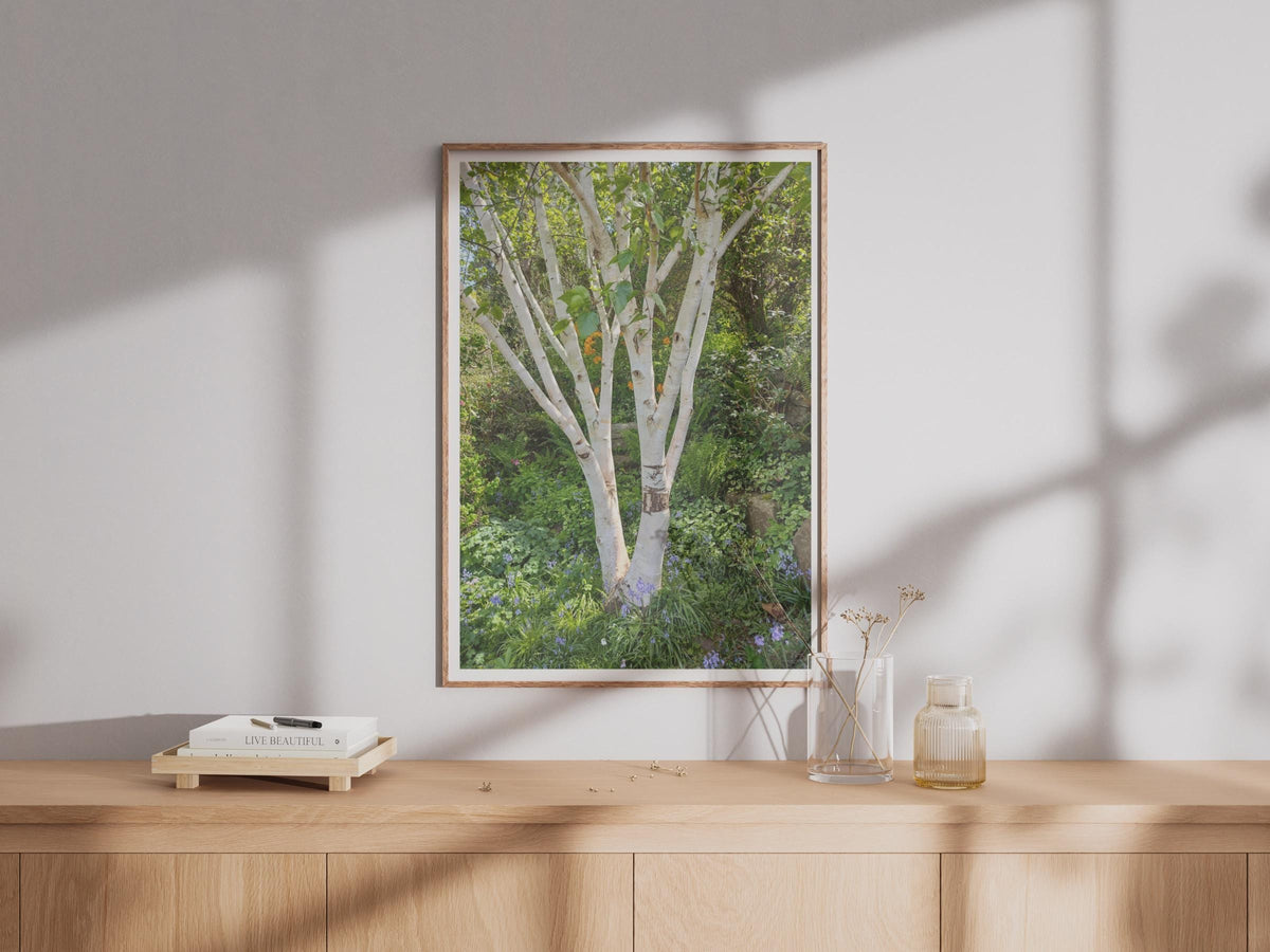 Silver Birch Tree Poster, White Bark Woodland Print, Bluebell Garden Wall Art, Nature Photography, Green Botanical Decor, Forest Photo Print