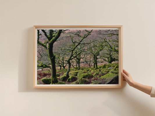 Ancient Mossy Oak Woodland Poster, Dartmoor Forest Framed-Print, Gnarled Trees Landscape, British Nature Wall Art, Green Moorland Photo