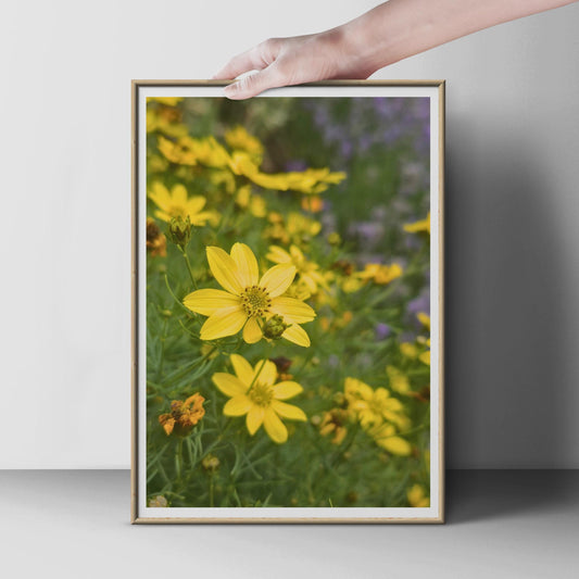 Yellow Coreopsis Flower Poster, Botanical Garden Wall Art, Bright Floral Photography Print, Summer Garden Decor, Nature Photo Print