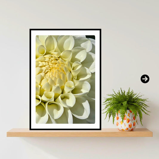 White Dahlia Macro Print | Elegant Botanical Wall Art, Soft Floral Decor