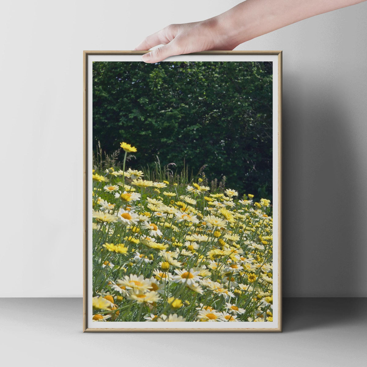Yellow Daisy Meadow Flower Poster, Summer Wildflower Wall Art, Cottage Garden Print, Nature Photography, Floral Home Decor, Green Yellow