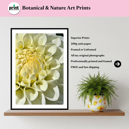White Dahlia Macro Print | Elegant Botanical Wall Art, Soft Floral Decor