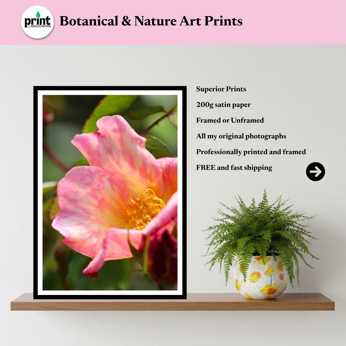 Pink Yellow Rose Print: Botanical Wall Art, Cottage Garden Floral Photography (Poster Print)