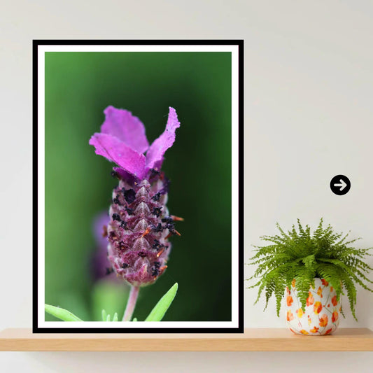 Lavender macro close-up — Eden Project Cornwall Wall Art Photography Print