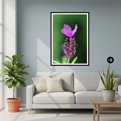Lavender macro close-up — Eden Project Cornwall Wall Art Photography Print