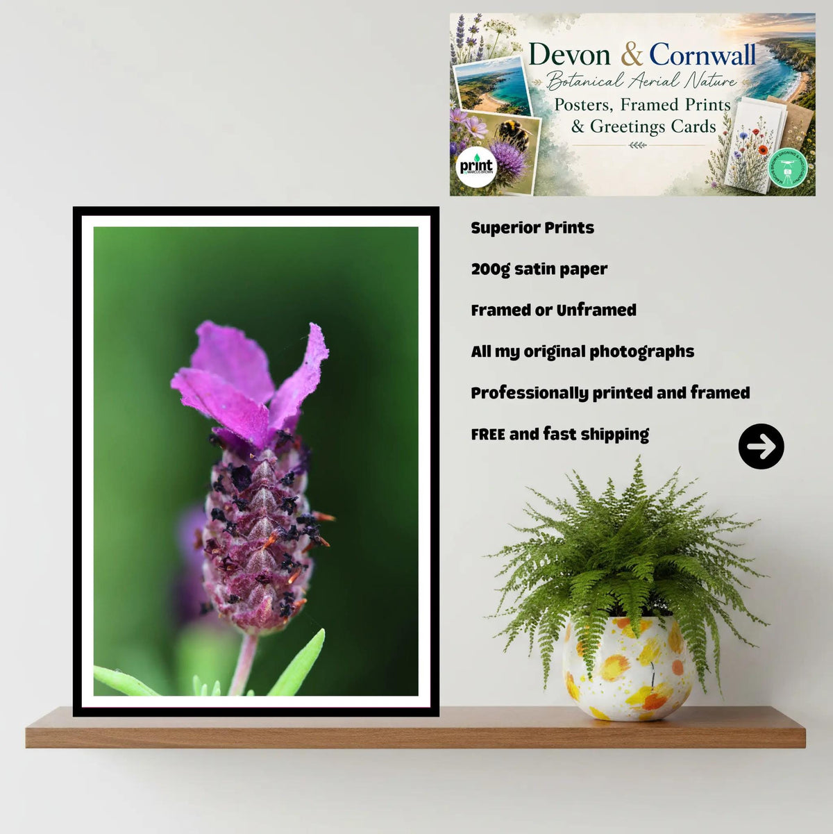Lavender macro close-up — Eden Project Cornwall Wall Art Photography Print