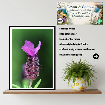 Lavender macro close-up — Eden Project Cornwall Wall Art Photography Print