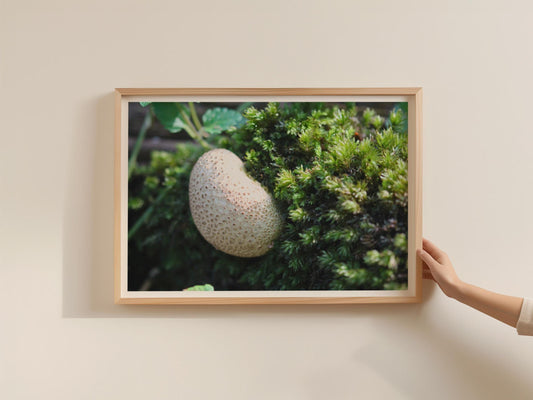Puffball Mushroom Poster, Fungi Wall Art Print, Framed-Print Nature Photography, Forest Moss Botanical Decor, Woodland Mushroom Gift