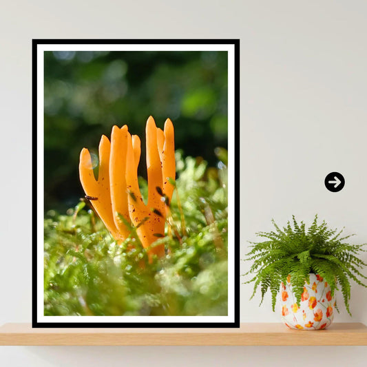 Calocera Fairy Fingers Yellow Stagshorn Fungi Print | Nature Photography Woodland Art Botanical Poster FSC Certified