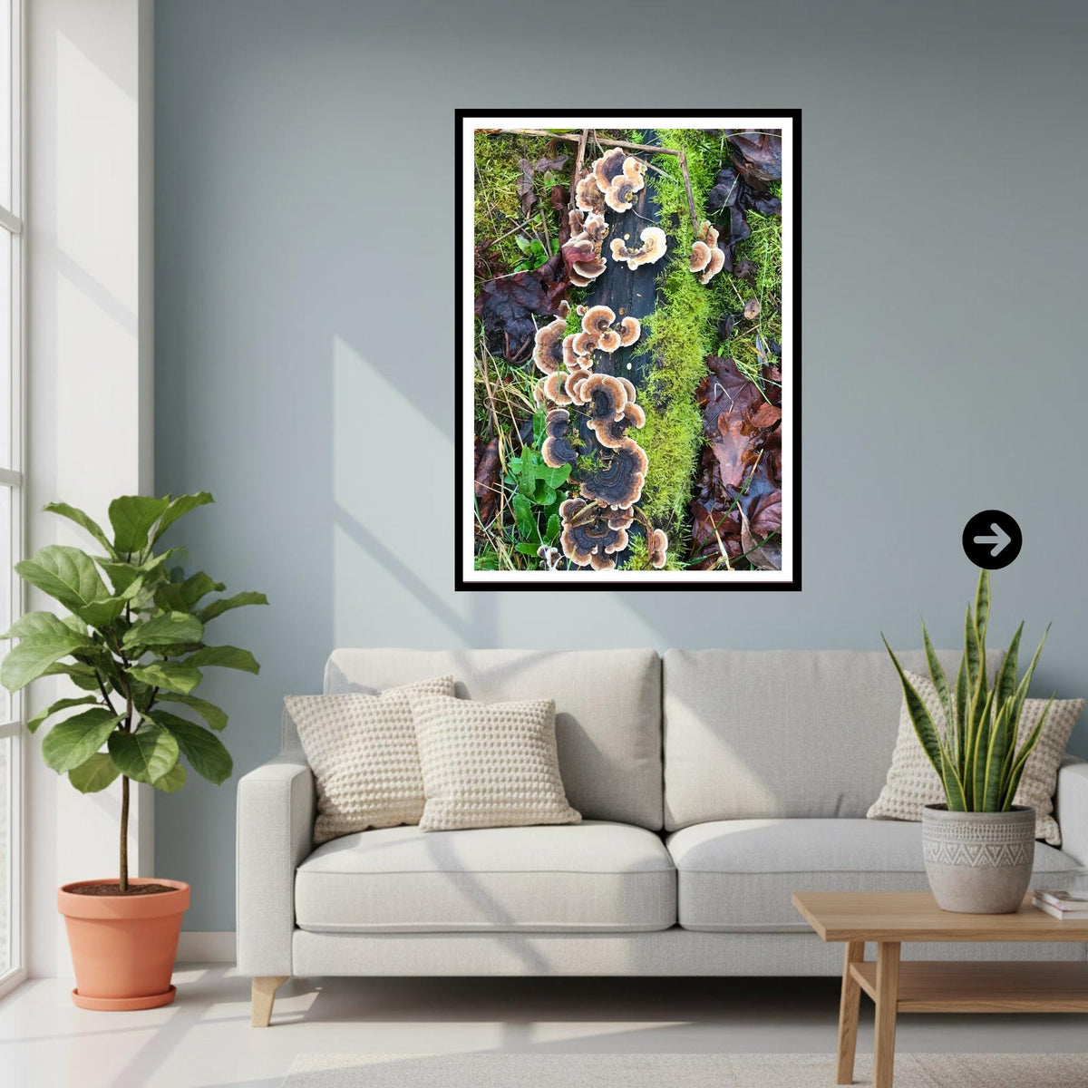 Turkey Tail Fungi Print Art, Nature Photography, Woodland Decor, Archival Botanical Poster, Forest Mushrooms, Mycology Wall Art