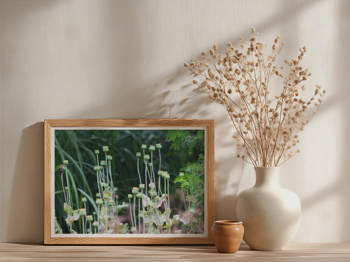 Poppy Seed Heads Botanical Poster, Green Garden Photography Framed-Print, Nature Wall Art, Wildflower Decor, Botanical Print for Living Room