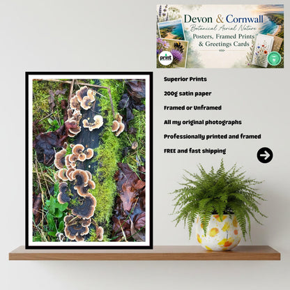 Turkey Tail Fungi Print Art, Nature Photography, Woodland Decor, Archival Botanical Poster, Forest Mushrooms, Mycology Wall Art