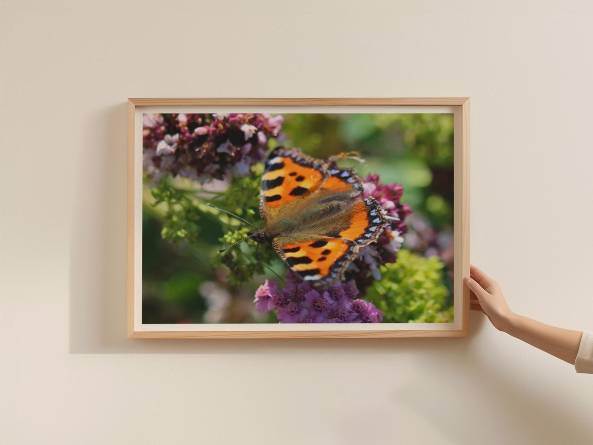 Small Tortoiseshell Butterfly Poster, Wildlife Framed-Print, Orange Nature Wall Art, Garden Insect Print, Buddleia Flower Photography