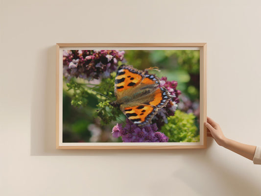 Small Tortoiseshell Butterfly Poster, Wildlife Framed-Print, Orange Nature Wall Art, Garden Insect Print, Buddleia Flower Photography