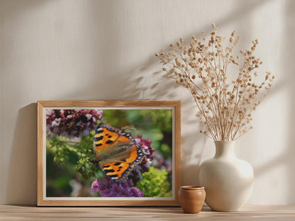 Small Tortoiseshell Butterfly Poster, Wildlife Framed-Print, Orange Nature Wall Art, Garden Insect Print, Buddleia Flower Photography