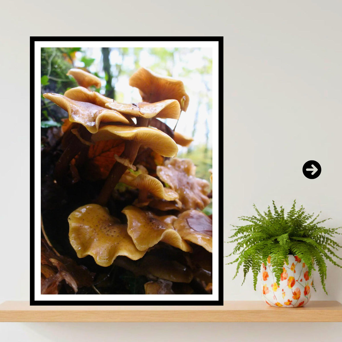 Honey Fungus Fungi Print Art, Mushroom Nature Photography, Woodland Decor, Botanical Archival Print, Fungi Collection, Wildlife Poster