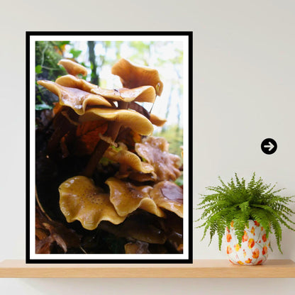 Honey Fungus Fungi Print Art, Mushroom Nature Photography, Woodland Decor, Botanical Archival Print, Fungi Collection, Wildlife Poster