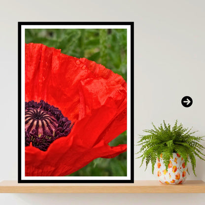 Red Poppy Macro Print, Botanical Wall Art, Flower Photography, Poppy Collection