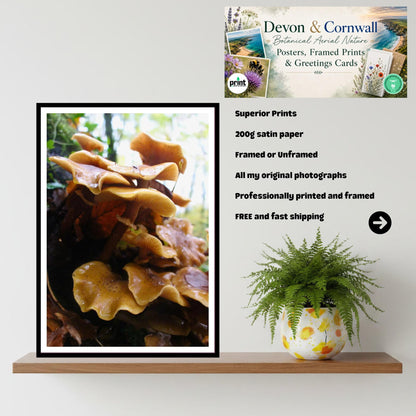 Honey Fungus Fungi Print Art, Mushroom Nature Photography, Woodland Decor, Botanical Archival Print, Fungi Collection, Wildlife Poster