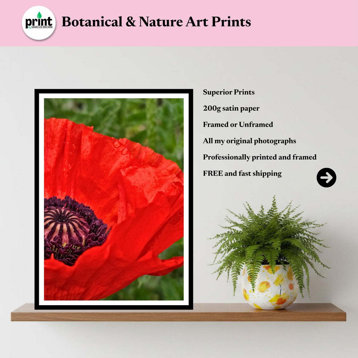 Red Poppy Macro Print, Botanical Wall Art, Flower Photography, Poppy Collection