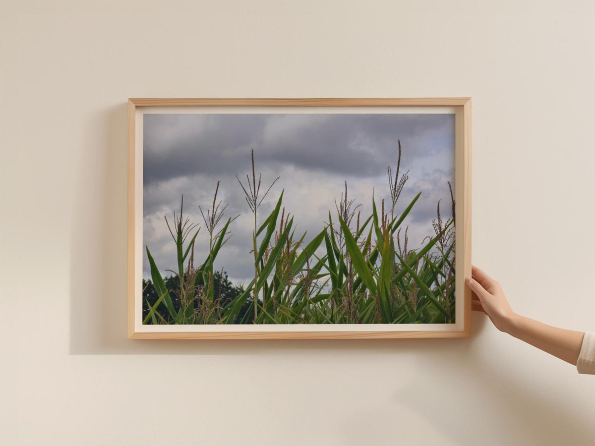 Maize Field Stormy Sky Poster, Corn Crop Photography, Framed-Print, Green Rural Landscape, Countryside Wall Art, Nature Farm Print