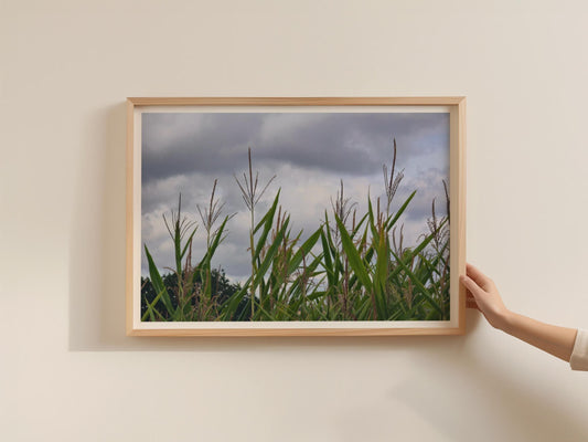 Maize Field Stormy Sky Poster, Corn Crop Photography, Framed-Print, Green Rural Landscape, Countryside Wall Art, Nature Farm Print