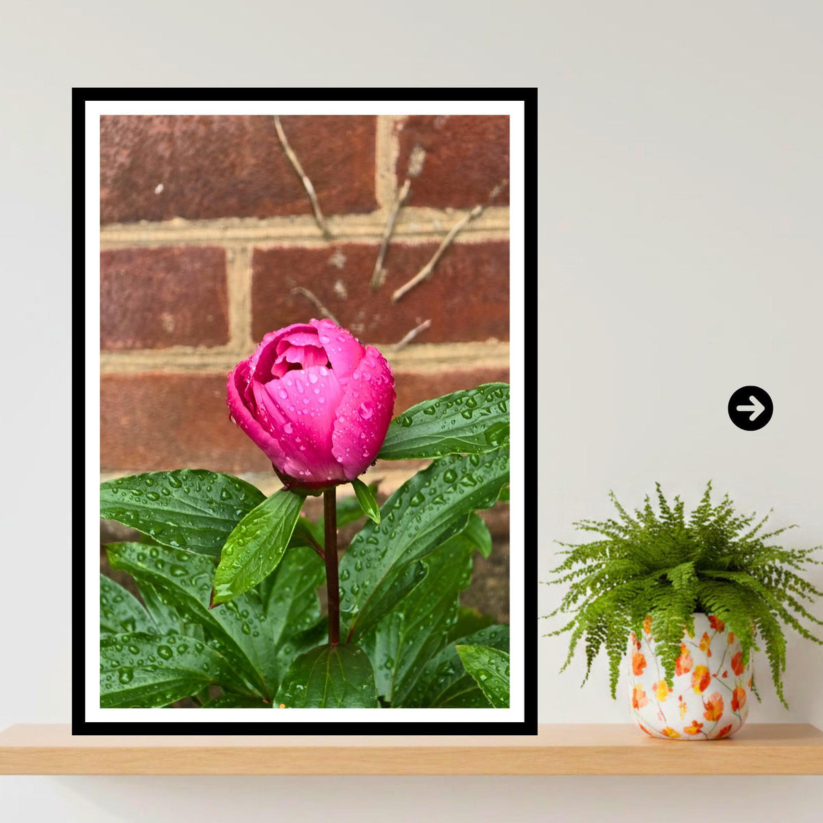 Pink Peony Bud Print with Raindrops – Botanical Wall Art, Floral Photography Décor