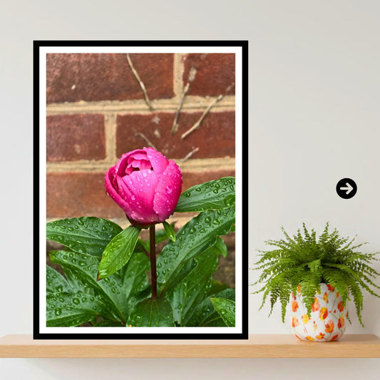 Pink Peony Bud Print with Raindrops – Botanical Wall Art, Floral Photography Décor